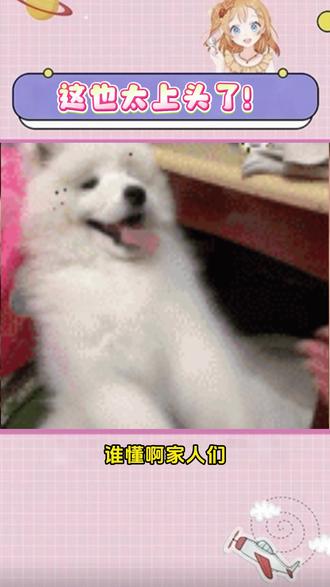 在猫箱玩一天都不腻! #林睿 #强制文学 #bot#猫箱