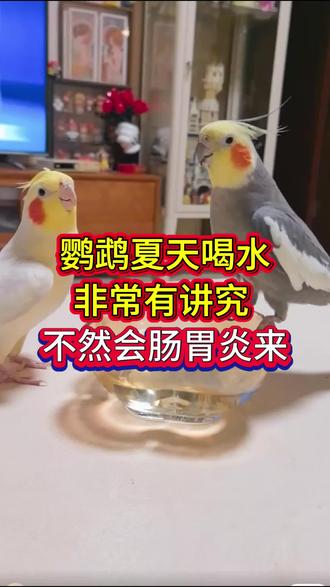 鹦鹉夏天喝水非常有讲究不然会肠炎来 #手养鹦鹉 #鹦鹉 #养鹦鹉人 #养鹦鹉知识