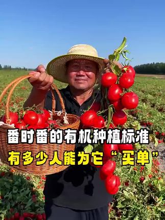 新鲜完熟番茄,一口下去汁水四溢! 番时番新疆有机番茄块罐头