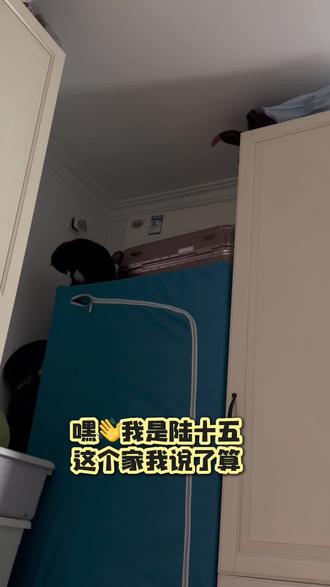 #奶牛猫 黑猫警长上岗了#萌宠出道计划