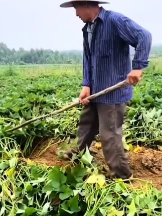 红薯专用叶面肥,控旺,膨大薯块,增产增收#红薯种植 #红薯叶面肥 #红薯高产 #农业种植 #红薯大丰收