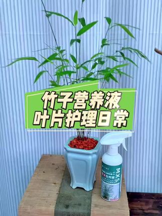 夏天竹子养护日常-竹子营养液,叶片护理 #竹子营养液#叶片营养液#叶片护理 夏天竹子养护日常-竹子营养液,叶片护理!