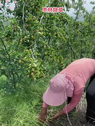 #家乡特产枣酒的故乡,低甲醇红枣酒,枣香浓郁,入口绵柔,让你回味无穷