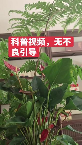 车抵的两种常见问题,深度解析车抵贷 如果你急需周转,你会选择押车还是不押车,一个视频详细解读车抵产品,助你周转无忧#车抵贷 #押车 #上热门🔥 #抖音创作者激励计划