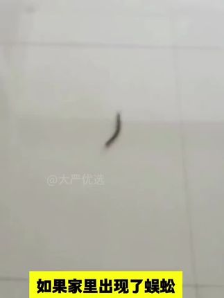 家用蟑螂一窝端强力灭杀蟑螂厨房杀虫饵飞虫呋虫胺杀虫喷雾#灭蟑螂 #杀虫剂 #呋虫胺 #夏季必备