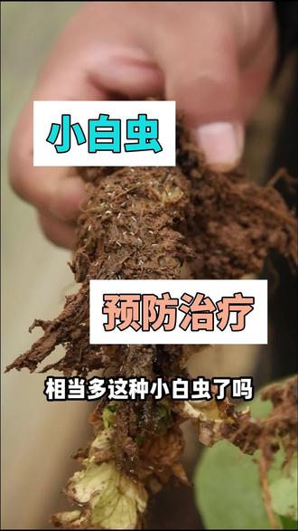 #蔬菜种植 #蚜虫 种植遇到蚜虫怎么办?#虫害防治