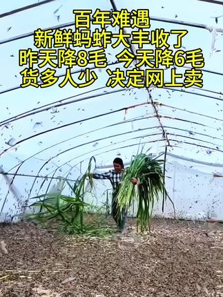 #新鲜蚂蚱大丰收,油炸蚂蚱,焦香酥脆,嘎嘎香