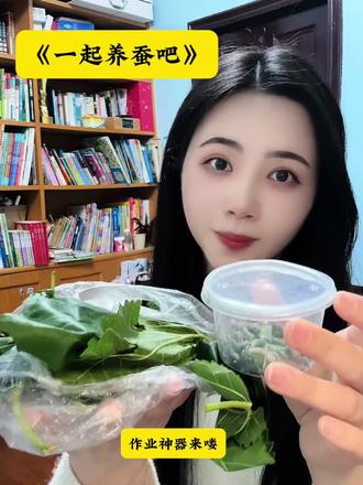 一起养蚕吧 三年级科学作业不用愁,蚕宝宝套装一步到位!#养蚕日记#小学生科学作业#蚕宝宝饲养#亲子手工