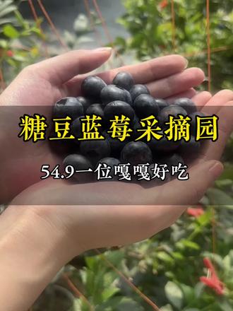 蓝莓吃到撑才只要54.9嘎嘎合适 #蓝莓 #蓝莓采摘 #采摘园 #点击视频左下角定位抢购 #糖豆蓝莓采摘园