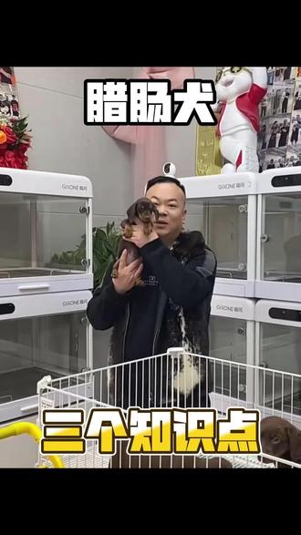 腊肠犬三个知识点 #腊肠犬#长毛腊肠 #长毛腊肠犬 #腊肠狗#萌宠出道计划