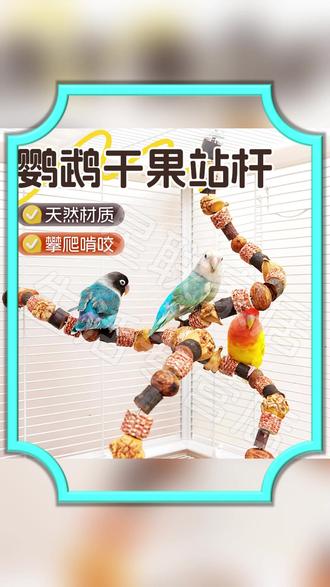 终于被我找到了这个可以让鹦鹉变安静的好东西,又能当站棒又能当磨牙棒,还能补充营养 #鹦鹉站杆 #鹦鹉磨牙棒