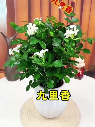 #净化空气 #室内绿植 #家庭养花 九里香太养眼了@DOU+上热门