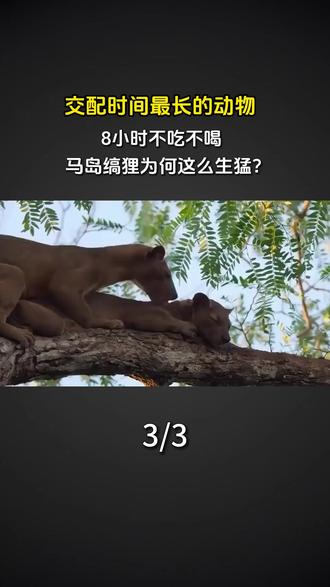 交配时间最长的动物,8小时不吃不喝,马岛缟狸为何这么生猛?#科普 #涨知识 #马岛缟狸