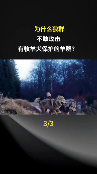 为什么狼群不敢攻击,有牧羊犬保护的羊群 ? #科普 #科普一下 #科普知识 #奇闻奇事 #奇闻趣事