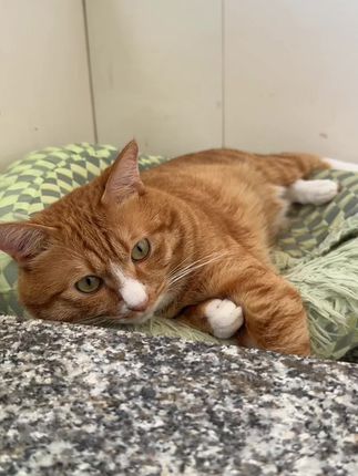 今天还是摆烂小猫#荣哥猫 #云南猫黄家荣 #屎黄色黄家荣 #云南方言 #家荣锅锅