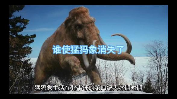 猛犸象的灭绝是否与同一时期大型哺乳动物的灭绝有关?会不会是病毒导致猛犸象灭绝?