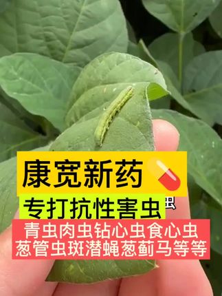 大葱葱管虫、玉米钻心虫、水稻稻纵卷叶螟,瓜果蔬菜青虫肉虫食心虫,一打一个准,两元复配,快速持久除虫 #大葱葱管虫 #钻心虫食心虫蚜虫肉虫卷叶蛾玉米螟蓟马白粉虱等抗性害虫特效杀虫剂 #康宽 #杀虫剂