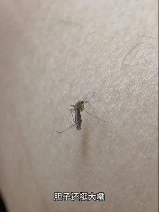 贝德美电热蚊香液加热器婴儿无烟无味定时蚊香补充驱蚊液宝宝家用