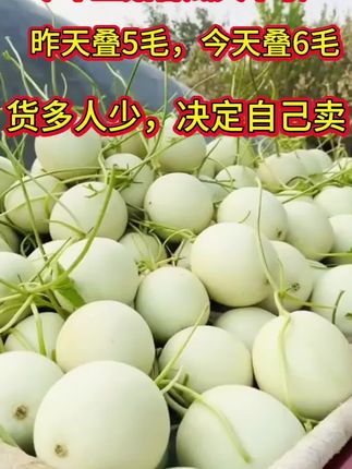#源头直供 #玉菇甜瓜又名冰淇淋甜瓜 #口感特别好吃 #家乡特产 #玉菇甜瓜真好吃