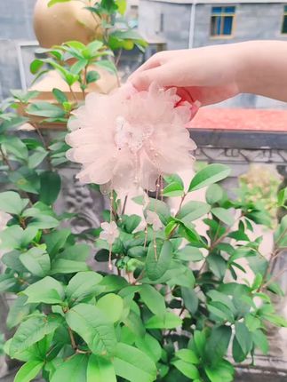 金枝玉叶花朵流苏抓夹谁用水美#金枝玉叶花朵流苏抓夹