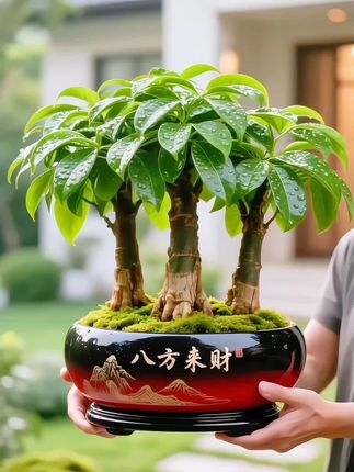 把“财运”搬进日常,让日子步步生金。一盆发财树,是窗台的绿意风景,更是家的吉祥守护——叶片舒展如聚福,枝干挺拔似纳财,无需费心照料,却能默默为生活注入生机与好彩头,让每一次归家,都与美好撞个满怀。#绿植盆栽 #发财树 #寓意美好 #财运亨通 #室内绿植