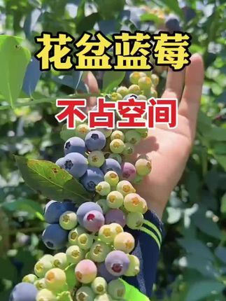 #种植技术 #果树 #蓝莓 #果树苗 #种植基地