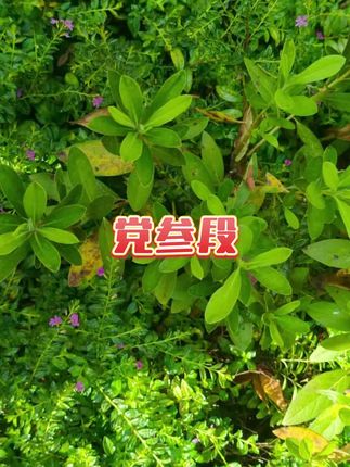 #党参段 #好物分享 #好物推荐