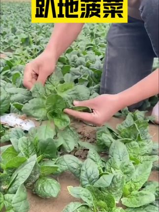 趴地菠菜口感好,产量高,好种植,耐寒性极强,阳台小院花盆均可种植#蔬菜种子 #趴地菠菜 #阳台小院盆栽均可种植 #我的家庭菜园#三农