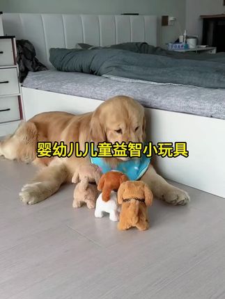给狗子买了只电子小狗,它好像多了个玩伴!#拉布拉多 #不养狗不知道养狗的乐趣 #萌宠日常记录