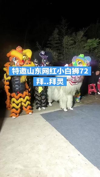 主家特邀山东小白狮,72拜,,拜灵,