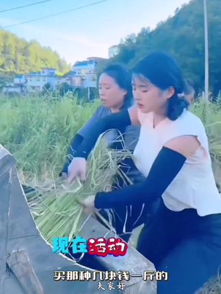 垲轩25年新米【五常大米】 原产地五常市发货 东北粳米香米自产自销 #有机大米 #五常稻花香 #东北大米 #美食推荐