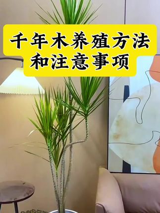 千年木盆栽养殖方法和注意事项 千年木叶片发软下垂落叶怎么补救 盆栽千年木养护方法和施肥要求 千年木分三色和七彩两种#千年木怎么养 千年木黄叶干尖落叶烂根是什么原因怎么办 千年木叶片发黄什么原因怎么补救 千年木施肥使用什么肥料#千年木 #千年木盆栽 #千年木专用肥 #千年木营养液 千年木专用肥料 千年木寓意步步高升 家庭和睦 在家怎么养千年木 千年木盆栽种植养护手册 千年木怎么打顶修剪扦插 盆栽千年木怎么安全过冬 千年木养护技巧和施肥要求 千年木夏季病虫害防治
