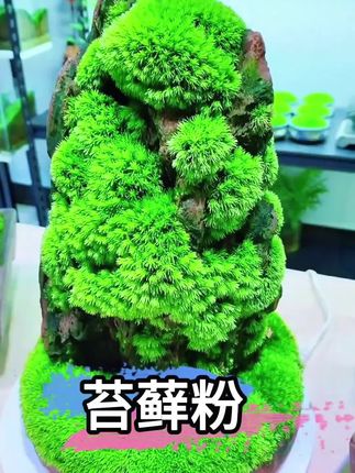 #苔藓#苔藓孢子粉#苔藓微景观 #植物造景@DOU+小助手 @DOU+上热门