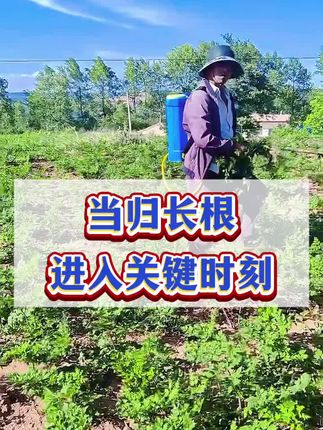 当归什么时候用膨大壮根药,当归根茎膨大增产技巧! #当归种植 #当归种植基地 #当归 #云南当归种植 #岷县当归