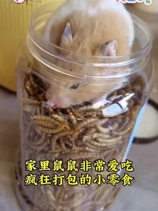 布卡星面包虫干仓鼠零食营养饲料主粮黄粉虫粮食金丝熊#面包虫 #布卡星 #仓鼠零食 #仓鼠饲料 #黄粉虫