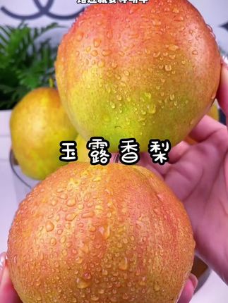 #新鲜采摘 #快来一起尝个鲜 #应季水果 #玉露香梨 #脆甜多汁