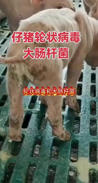 ##每天分享养猪知识 #二元母猪如何养殖 #猪用催肥剂 #猪场管理 #猪病咨询
轮状病毒和大肠杆菌是产房仔猪腹泻的主要病原,尽管两者均会导致仔猪出现水样腹泻症状,但其病因和特征有所不同。准确鉴别这两种病原引发的腹泻,有助于选择针对性的治疗方案,从而提高仔猪存活率。
一、鉴别要点
(一)病原学特征与流行病学差异
轮状病毒腹泻由轮状病毒(Rotavirus)引起,多在仔猪3 - 5日龄以上发病。患病仔猪粪便呈水样或黄色,常伴有呕吐和中度脱水症状。轮状病毒在连续生产猪场的年复发率达87%,且感染可见特征性的“黄昏现象”,即傍晚至凌晨腹泻加剧,同时治疗时禁用止泻药,以免延长病毒排出时间。
大肠杆菌腹泻由致病性大肠杆菌(E. coli)引起,主要在仔猪1 - 3日龄发病。患病仔猪粪便为水样,颜色呈黄色或灰白色,常伴有严重脱水。大肠杆菌感染集中于产房卫生评分 < 70分的猪场。此外,某2024年华东地区监测数据显示,两种病原的混合感染率可达23%。
(二)临床症状鉴别
轮状病毒腹泻和大肠杆菌腹泻虽都表现为水样腹泻,但发病日龄、伴随症状及脱水程度有所不同。轮状病毒感染发病日龄稍大,有呕吐现象,脱水程度为中度;大肠杆菌感染发病日龄更早,脱水症状更为严重。
(三)实验室诊断
通过实验室检测手段,能更准确地鉴别是轮状病毒还是大肠杆菌感染,为后续治疗提供科学依据。
二、治疗策略差异化实施
(一)治疗方案对比
1. **轮状病毒腹泻**:目前尚无特效抗病毒药,主要采用补液疗法,如口服电解质溶液进行支持治疗。预防方面,可对母猪接种轮状病毒疫苗,并加强产房消毒,以减少病毒积累。
2. **大肠杆菌腹泻**:治疗主要使用抗生素,如新霉素、氨苄西林,同时进行补液以缓解脱水症状。预防措施包括给母猪接种E. coli疫苗,改善初乳管理,保持产房清洁。
(二)预防控制体系构建
建立完善的预防控制体系,综合运用疫苗接种、加强饲养管理和环境卫生控制等措施,从源头上预防仔猪腹泻的发生。
三、混合感染处置要点
当轮状病毒和大肠杆菌共同作用导致仔猪腹泻时,需特别关注以下方面:
1. **病程特征**:初期呈现大肠杆菌感染的急性腹泻症状,多在1 - 3日龄发病,经抗生素治疗后,3 - 5日龄可能出现轮状病毒感染复发的情况。
2. **诊断特征**:粪便pH值呈“双相变化”,初期 > 7.5,后