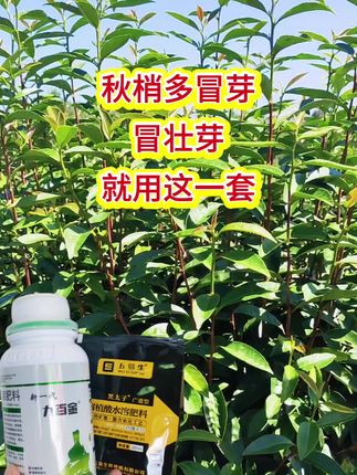 秋梢壮实,来年春茶产量高#茶园管理 #武秀才九百金