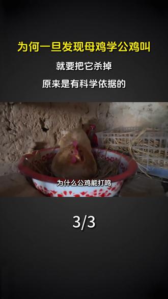 为何一旦发现母鸡学公鸡叫,就要把它杀掉,原来是有科学依据的 #科普 #涨知识 #母鸡叫