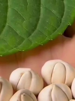 川贝贝母50克/份四川贝母陈皮煮水老陈皮丝泡水橘子皮泡茶平贝 #好货分享 #好物推荐🔥 #精挑细选#精选好货#川贝母