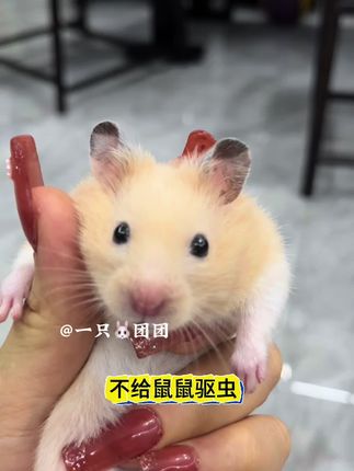 夏天一定要记得给仓鼠驱虫,鼠笼里一旦发现“小黑点”,你就会获得……#仓鼠 #金丝熊 #养鼠日常分享 #仓鼠驱虫喷雾 #养鼠必备