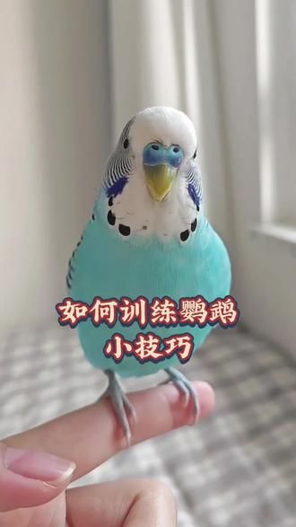 如何训练鹦鹉的小技巧 #手养鹦鹉