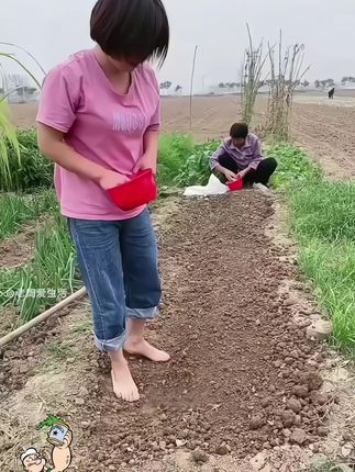 入秋了,红根菠菜种起来,它叶片肥厚,菠菜味浓#趴地菠菜#蔬菜种植 #家庭种植#菠菜#农业种植 #三农#种草