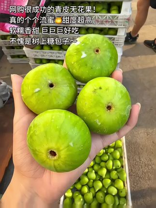 威海青皮无花果不愧是糖包子!等了一年终于又吃到了!真的巨巨巨好吃!#无花果 #新鲜采摘 #威海无花果 #新鲜无花果 #强烈推荐