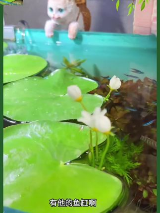 不用土不用泥,一片叶子就能开花,赶紧给你的鱼缸丢几片#一叶莲#水缸造景 #水草