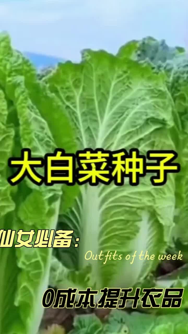 大白菜种子高抗烧心秋季种植越冬白菜籽高产耐寒冬储#大白菜种子 #农业种植 #白菜种植 #三农