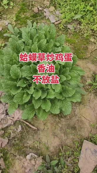 蛤蟆草炒鸡蛋好使里很