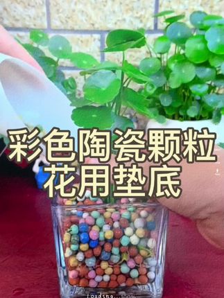 喜欢养花,养草的姐妹们快来试试这款彩色陶粒吧,不管你是水培还是土养都是可以用的 #彩色陶粒铺面#彩色陶粒 #水培植物 #养花 #养花人的乐趣