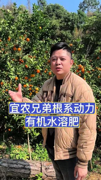 作物根系差、叶片黄!宜农兄弟根系动力有机水溶肥,有助于根系生长,促进叶片转绿,帮助提升长势#三农种植 #三农 #柑橘种植 #生根壮苗 #种植
