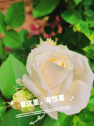 一切美好都在与分享#优惠活动火爆进行中#好物推荐🔥